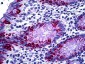 Mucin 2 / MUC2 Antibody (clone Ccp58)